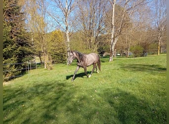 PRE, Stallion, 2 years, 15.2 hh, Grey