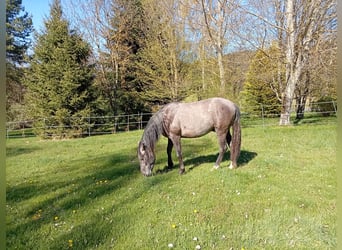 PRE, Stallion, 2 years, 15.2 hh, Grey
