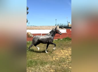 PRE, Stallion, 2 years, 15.2 hh, Grey