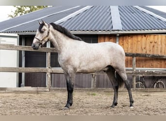 PRE Mix, Stallion, 2 years, 15.2 hh, Grey