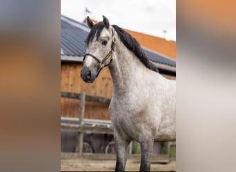 PRE Mix, Stallion, 2 years, 15.2 hh, Grey