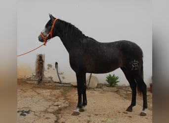 PRE, Stallion, 2 years, 15.2 hh, Grey