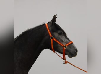 PRE, Stallion, 2 years, 15.2 hh, Grey