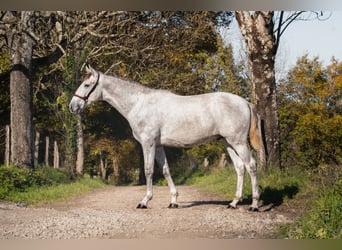 PRE, Stallion, 2 years, 15.2 hh, Grey PRE, Stallion, 2 years, 15.2 hh, Grey