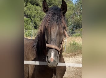 PRE, Stallion, 2 years, 15.2 hh