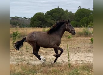 PRE, Stallion, 2 years, 15.2 hh