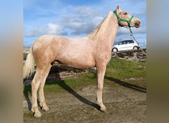 PRE, Stallion, 2 years, 15,2 hh, Palomino