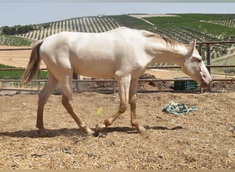 PRE, Stallion, 2 years, 15.2 hh, Pearl