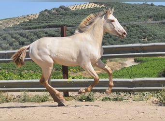 PRE, Stallion, 2 years, 15.2 hh, Pearl