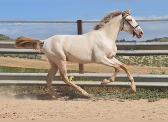 PRE, Stallion, 2 years, 15.2 hh, Pearl