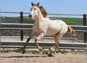 PRE, Stallion, 2 years, 15.2 hh, Pearl