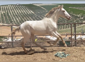 PRE, Stallion, 2 years, 15.2 hh, Pearl