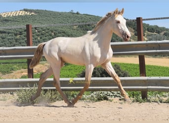PRE, Stallion, 2 years, 15.2 hh, Pearl