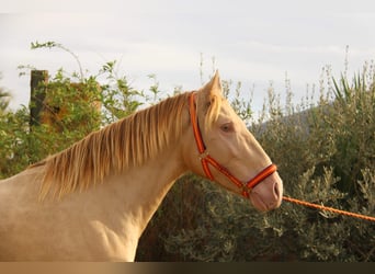 PRE, Stallion, 2 years, 15.2 hh, Perlino