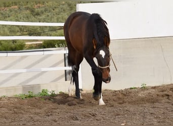PRE, Stallion, 2 years, 15.3 hh, Brown