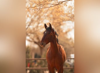 PRE, Stallion, 2 years, 15.3 hh, Brown