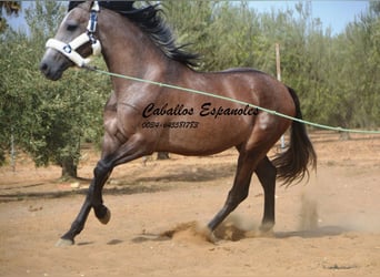 PRE, Stallion, 2 years, 15,3 hh, Brown Falb mold