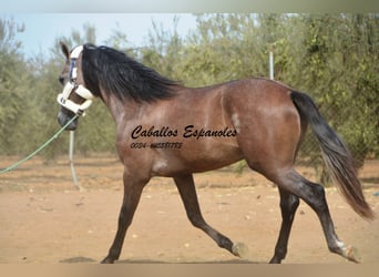 PRE, Stallion, 2 years, 15,3 hh, Brown Falb mold