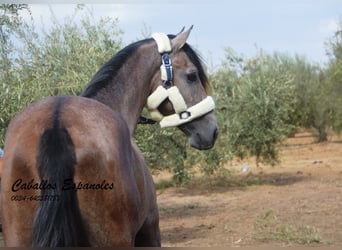 PRE, Stallion, 2 years, 15,3 hh, Brown Falb mold