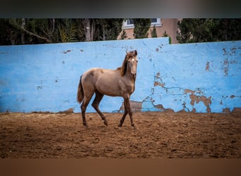 PRE Mix, Stallion, 2 years, 15.3 hh, Champagne