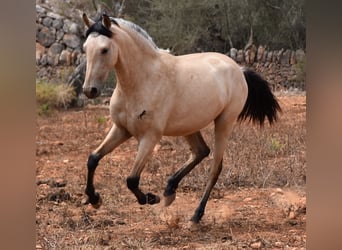 PRE Mix, Stallion, 2 years, 15.3 hh, Dun