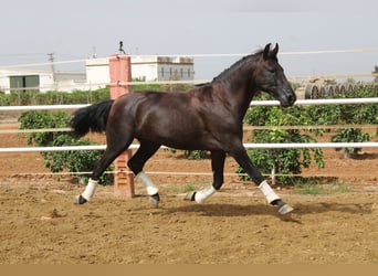 PRE, Stallion, 2 years, 15.3 hh