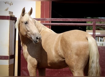 PRE Mix, Stallion, 2 years, 15.3 hh, Palomino