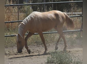 PRE, Stallion, 2 years, 15.3 hh, Palomino PRE, Stallion, 2 years, 15.3 hh, Palomino