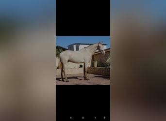 PRE, Stallion, 2 years, 15.3 hh, Pearl