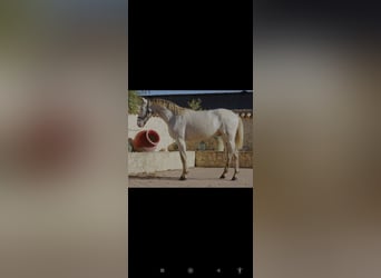 PRE, Stallion, 2 years, 15.3 hh, Pearl