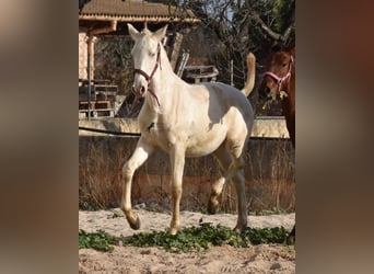 PRE, Stallion, 2 years, 15,3 hh, Perlino