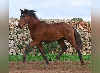PRE Mix, Stallion, 2 years, 15 hh, Brown
