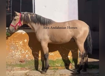 PRE Mix, Stallion, 2 years, 15 hh, Buckskin