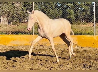 PRE, Stallion, 2 years, 15 hh, Cremello