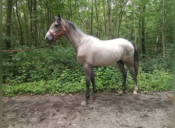 PRE Mix, Stallion, 2 years, 15 hh, Gray