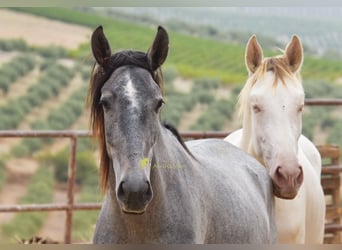 PRE, Stallion, 2 years, 15 hh, Grey