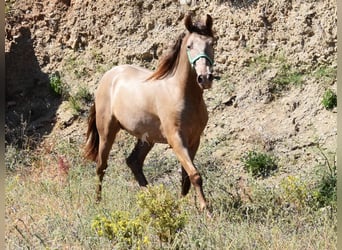 PRE, Stallion, 2 years, 15 hh, Pearl