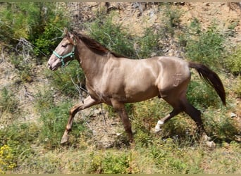 PRE, Hengst, 2 Jahre, 15 hh, Pearl