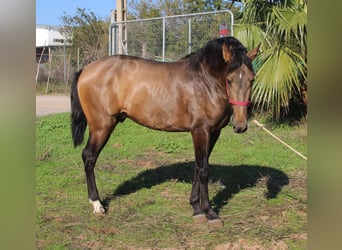 PRE Mix, Stallion, 2 years, 15,1 hh, Buckskin