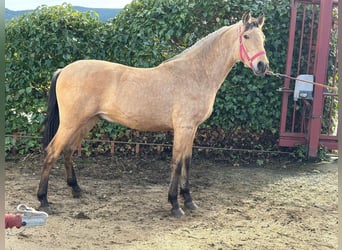 PRE, Stallion, 2 years, 15,1 hh, Dun
