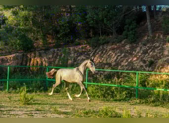 PRE Mix, Stallion, 2 years, 15,1 hh, Grey