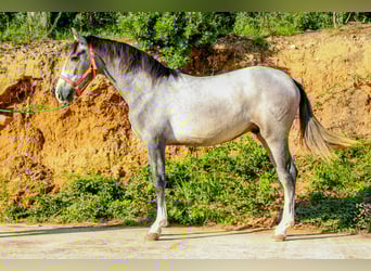 PRE Mix, Stallion, 2 years, 15,1 hh, Grey