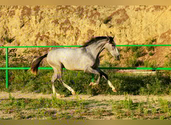 PRE Mix, Stallion, 2 years, 15,1 hh, Grey
