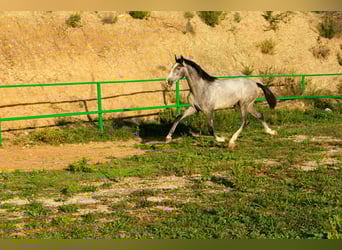PRE Mix, Stallion, 2 years, 15,1 hh, Grey