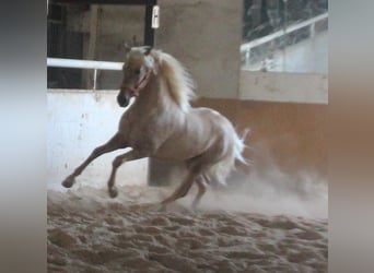 PRE Mix, Stallion, 2 years, 15,1 hh, Palomino