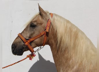 PRE, Stallion, 2 years, 15,1 hh, Palomino