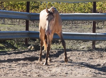 PRE, Stallion, 2 years, 15,1 hh, Pearl
