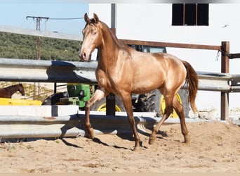 PRE, Stallion, 2 years, 15,1 hh, Pearl