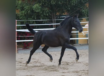 PRE, Stallion, 2 years, 15,2 hh, Black
