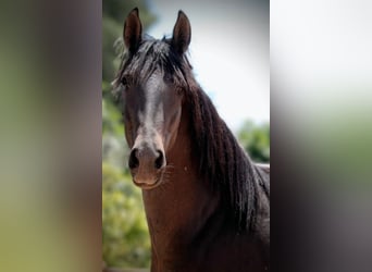 PRE Mix, Stallion, 2 years, 15,2 hh, Black